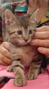 Domestic Short Hair Cats Available for Adoption in Oklahoma City, Oklahoma - DANIEL TIGER | PetCurious