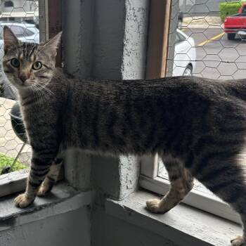 Arthur -  Domestic Short Hair Cat for Adoption in San Antonio, Texas - Arthur | PetCurious