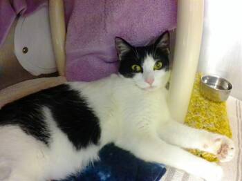 MAGNOLIA -  Domestic Short Hair Cat for Adoption in Omaha, Nebraska - MAGNOLIA | PetCurious