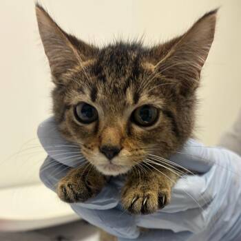 Felicity -  Domestic Short Hair Cat for Adoption in Nashville, Tennessee - Felicity | PetCurious
