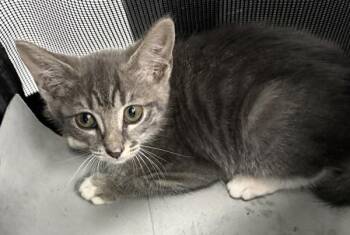 Sf-7 Taffy -  Domestic Short Hair Cat for Adoption in Lawrenceville, Georgia - Sf-7 Taffy | PetCurious