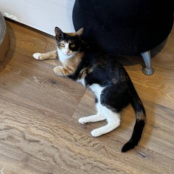 Irsa -  Calico and Domestic Short Hair Cat for Adoption in Mastic, New York - Irsa | PetCurious