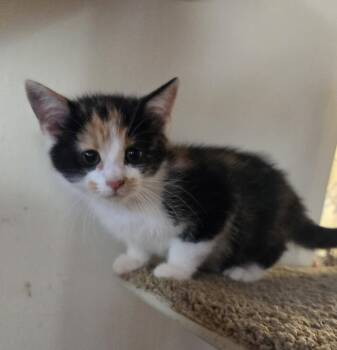 Rescue Domestic Short Hair Cats for Adoption in Parkville, Maryland - Mauna Loa | PetCurious