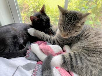 Rescue Domestic Short Hair Cats for Adoption in Cary, North Carolina - Matey | PetCurious
