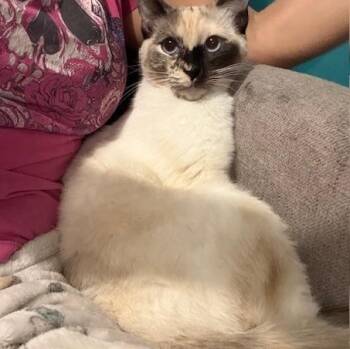 Siamese and Domestic Short Hair Cats Available for Adoption in Antioch, California - Violette | PetCurious