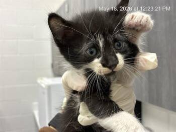 A382607 -  Domestic Short Hair Cat for Adoption in Ocala, Florida - A382607 | PetCurious