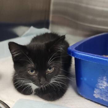 Domestic Short Hair Cats Available for Adoption in Clearwater, Florida - Lady A | PetCurious