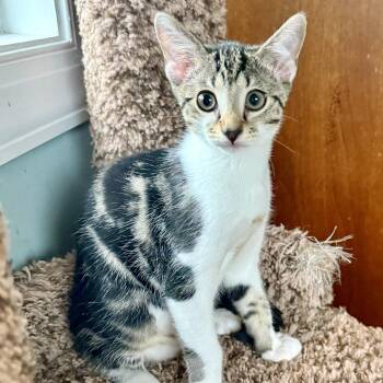 Clickbait -  Domestic Short Hair Cat for Adoption in Richmond, Virginia - Clickbait | PetCurious