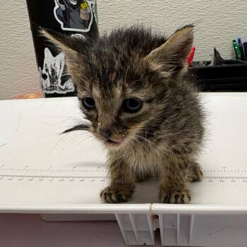 Gengar -  Domestic Short Hair Cat for Adoption in Columbiana, Alabama - Gengar | PetCurious