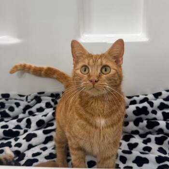 Peggy -  Domestic Short Hair Cat for Adoption in Inman, South Carolina - Peggy | PetCurious
