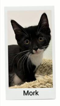 Mork -  Domestic Short Hair Cat for Adoption in Caistor Centre, Ontario - Mork | PetCurious