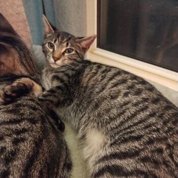 Precious -  Domestic Short Hair Cat for Adoption in Waynesboro, Pennsylvania - Precious | PetCurious