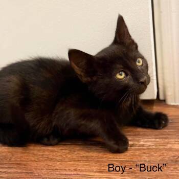 Buck -  Domestic Short Hair Cat for Adoption in Nampa, Idaho - Buck | PetCurious
