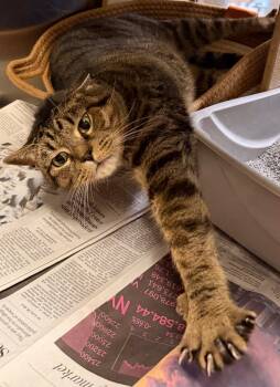 Domestic Short Hair Cats Available for Adoption in Herndon, Virginia - Cheetah - FOSTER NEEDED | PetCurious
