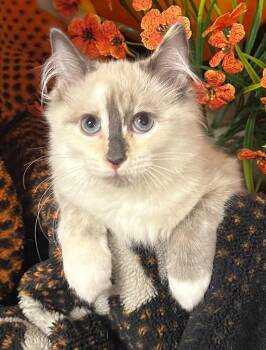 6/25/26 Dottie -  Domestic Short Hair Cat for Adoption in Stillwater, Oklahoma - 6/25/26 Dottie | PetCurious