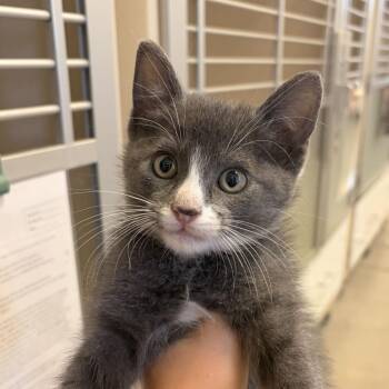Breifcase (26-4K-3) -  Domestic Short Hair Cat for Adoption in Rifle, Colorado - Breifcase (26-4K-3) | PetCurious
