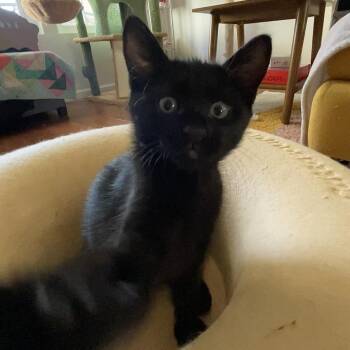 Mei -  Domestic Short Hair Cat for Adoption in Las Vegas, Nevada - Mei | PetCurious