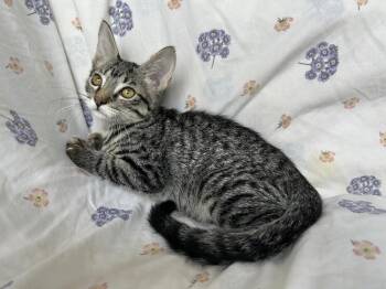 Smokey -  Domestic Short Hair Cat for Adoption in Corpus Christi, Texas - Smokey | PetCurious
