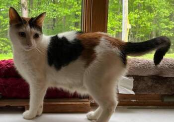 Rescue Domestic Short Hair Cats for Adoption in Caro, Michigan - Callie | PetCurious
