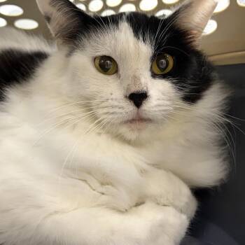 Mobley -  Domestic Medium Hair Cat for Adoption in Gainesville, Florida - Mobley | PetCurious
