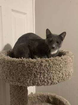 Rescue Domestic Short Hair Cats for Adoption in Port Jefferson Station, New York - Skylar | PetCurious