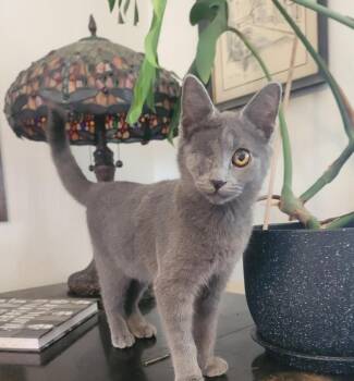 Lady Pirate -  Domestic Short Hair Cat for Adoption in Pasco, Washington - Lady Pirate | PetCurious