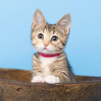 Maple -  Domestic Short Hair Cat for Adoption in Franklin, Tennessee - Maple | PetCurious