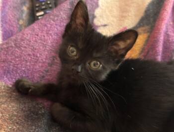 Coraline -  American Shorthair Cat for Adoption in Mississauga, Ontario - Coraline | PetCurious