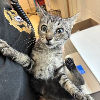 Dolly -  Domestic Short Hair Cat for Adoption in Windsor, Virginia - Dolly | PetCurious
