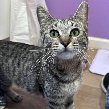 "Maisie" -  Domestic Short Hair Cat for Adoption in Salt Lake City, Utah - "Maisie" | PetCurious
