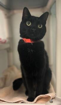 Rescue Domestic Short Hair Cats for Adoption in Sugar Land, Texas - DOJA | PetCurious