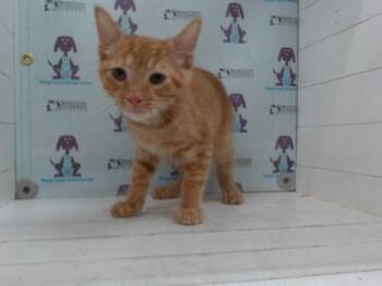 A605060 -  Domestic Short Hair Cat for Adoption in Orlando, Florida - A605060 | PetCurious