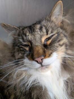 Fluffy -  Domestic Medium Hair and Domestic Short Hair Cat for Adoption in Montreal, Quebec - Fluffy | PetCurious