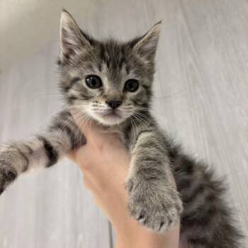 Tyla -  Domestic Short Hair Cat for Adoption in Beaumont, Texas - Tyla | PetCurious