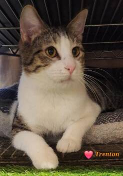 Rescue Domestic Short Hair Cats for Adoption in Fayetteville, Arkansas - Trenton.....Shares Hugs!!  Fun Boy | PetCurious