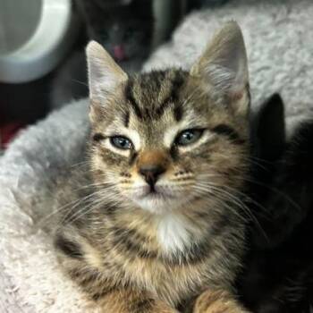 Domestic Short Hair Cats Available for Adoption in Spruce Pine, North Carolina - Maximus | PetCurious