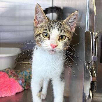 Ron -  Domestic Short Hair Cat for Adoption in Hannibal, Missouri - Ron | PetCurious