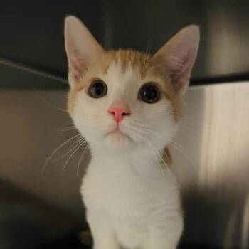 Lint -  Domestic Short Hair Cat for Adoption in Marshall, Virginia - Lint | PetCurious