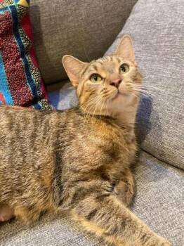 Rescue Domestic Short Hair Cats for Adoption in Fairfax, Virginia - Cookie | PetCurious