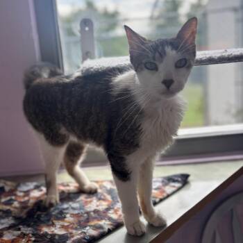 Judd -  Domestic Short Hair Cat for Adoption in Marshalltown, Iowa - Judd | PetCurious
