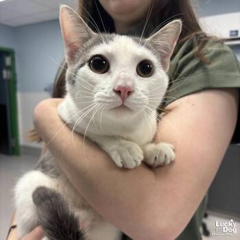 Domestic Short Hair Cats Available for Adoption - Jessie | PetCurious