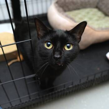 Rescue Domestic Short Hair Cats for Adoption in New York, New York - Rosalina | PetCurious