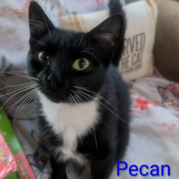 Pecan -  Domestic Short Hair Cat for Adoption in Carmel, Indiana - Pecan | PetCurious