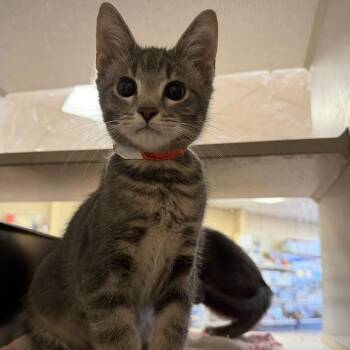 Cream -  Domestic Short Hair Cat for Adoption in Buffalo, Minnesota - Cream | PetCurious