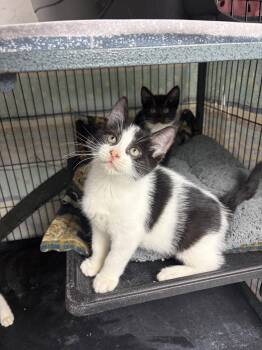 Peter -  Domestic Short Hair and Tuxedo Cat for Adoption in Ringwood, New Jersey - Peter | PetCurious