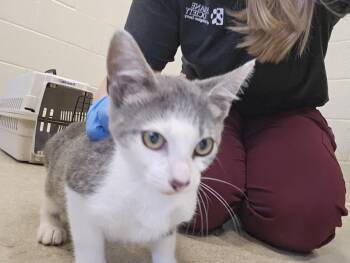 RAVI -  Domestic Short Hair Cat for Adoption in Hagerstown, Maryland - RAVI | PetCurious