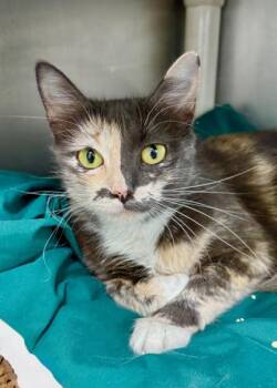 Juniper -  Domestic Medium Hair and Domestic Short Hair Cat for Adoption in Morristown, New Jersey - Juniper | PetCurious