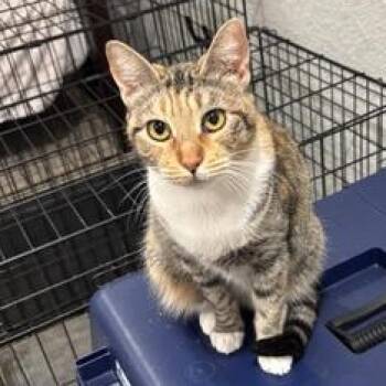 Spotty Dotty -  Domestic Short Hair Cat for Adoption in Liverpool, Texas - Spotty Dotty | PetCurious