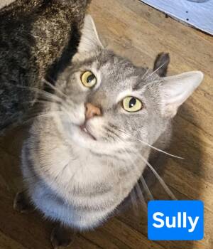 Rescue Domestic Short Hair Cats for Adoption in Greensburg, Pennsylvania - Sully | PetCurious