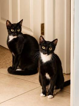 Juno & Jojo -  Domestic Short Hair Cat Available for Adoption in Pompano Beach, Florida - Juno & Jojo | PetCurious